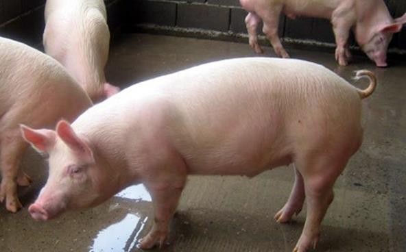 sucha dezynfekcja dla trzody chlewnej.jpg