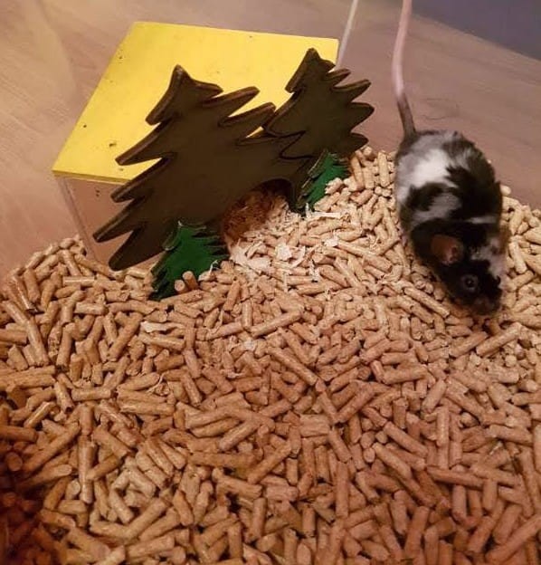 myszka na drobnym pellecie 4 mm