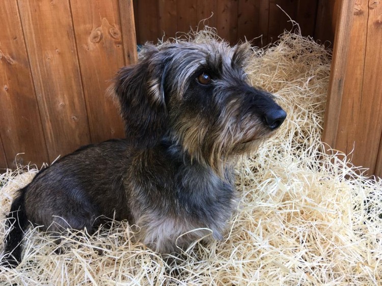 ocieplenie psiej budy wełną drzewną.jpg