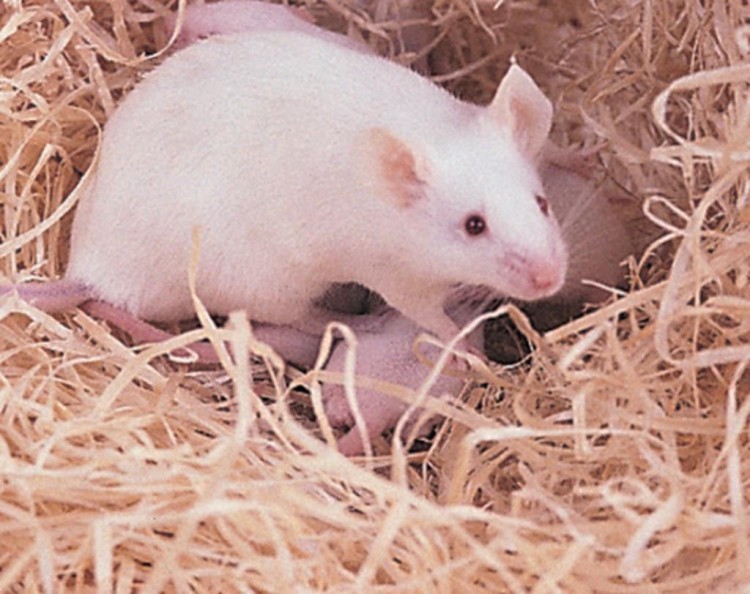 mysz na wełnie drzewnej.jpg