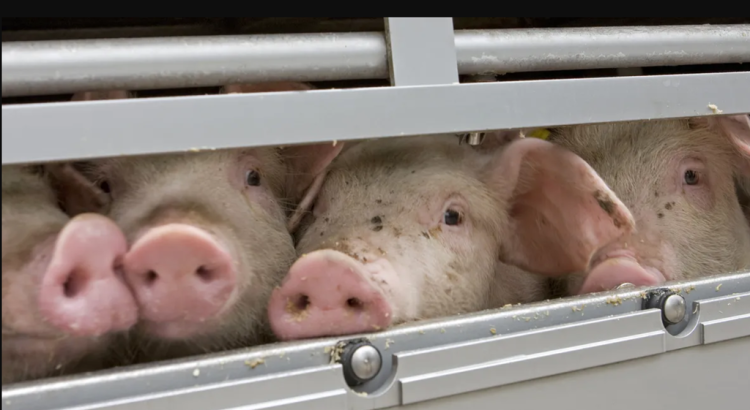 ściółka do transportu zwierząt