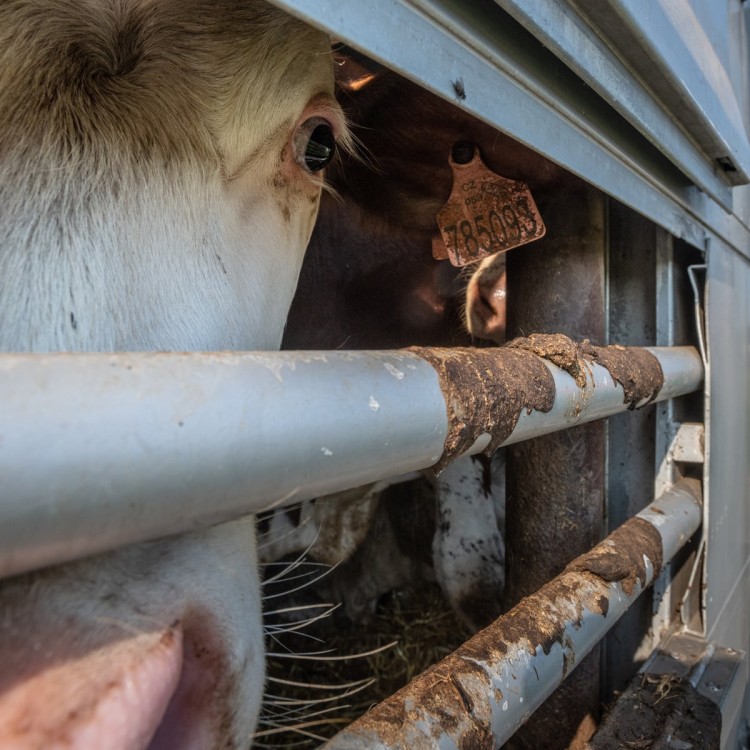 maty do pojazdów transportujących bydło.jpg