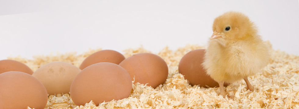 pisklęta na wiórach świerkowych