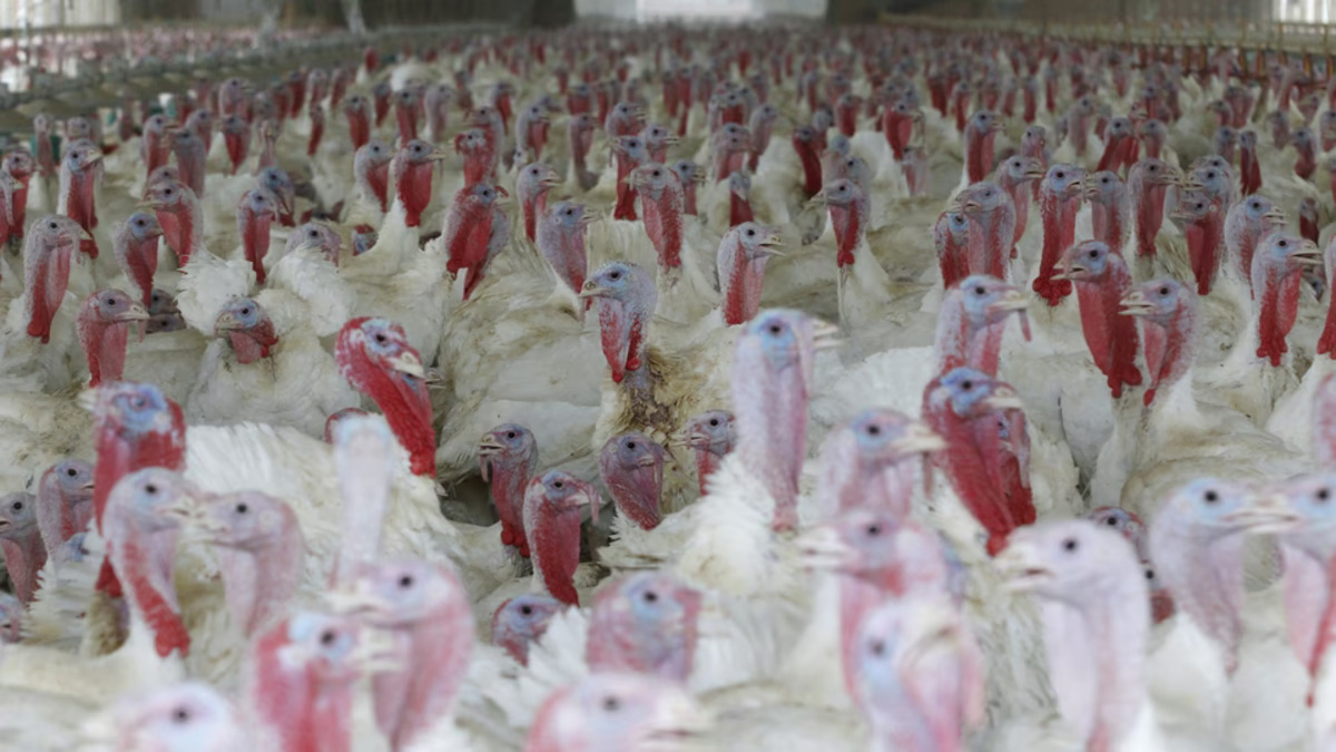 hodowla indyka na wiórach świerkowych