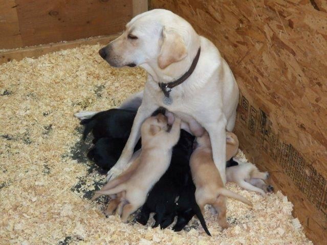 Ściółka wiórowa dla psów i szczeniąt Peer-Span w hodowli